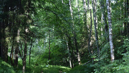 В лесу Кировской области потерялась 76-летняя пенсионерка