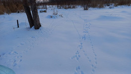 Следы на снегу помогут пересчитать диких животных в Кировской области
