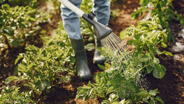 Как правильно поливать огород в жару?