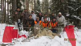В Кировской области охотники убили стаю волков