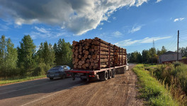 Не вывозят заготовленный лес: в районах области 35 раз нарушили правила лесной пожарной безопасности