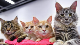 Спрос на товары для кошек вырос в 4-5 раз