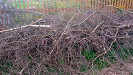 В Лузе пять месяцев не могут убрать ветки после работы энергетиков