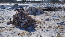 В Кирове у ТЭЦ-5 нашли более 600 килограммов костей животных