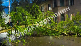 В Кирове на дорогу упало дерево, повредив линию электропередачи