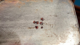 Партия вакцины от клещей в Кировской области закончилась