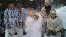 Верхошижемские охотники добыли сразу четырёх волков