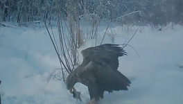 В заповеднике «Нургуш» на камеру сняли орлана-белохвоста, который остался на зимовку (ВИДЕО)