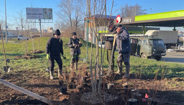 В Кирове высаживают деревья и кустарники в парках и на улицах