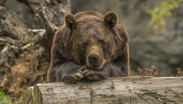 В Кировской области готовятся к сезону охоты на медведя