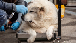 В Нижнем Новгороде нашли пса, который весит 100 кг