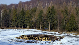 Двое «чёрных лесорубов» в Нагорском районе вырубили лес почти на 4 млн рублей