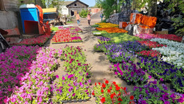 В отделе зелёного строительства рассказали, какими цветами украсят Киров летом