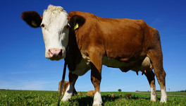 В Кировской области за последние 10 лет поголовье крупного рогатого скота сократилось на 40%