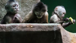 Что за вирус обезьяний герпес и чем он опасен?