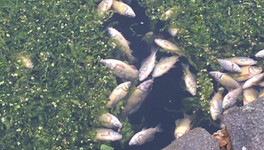 Минохраны окружающей среды не обнаружили мёртвую рыбу в реке Мостовица