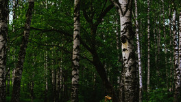 Руководство Вятского фанерного комбината вырубило лес в Немском районе на 2,8 млн рублей