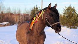 «Сегодня стоит вопрос о выживании»: конным клубам предложили посчитать, сколько стоит сохранение вятской породы лошадей
