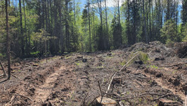 В Оричевском районе арендатор заплатит 800 тысяч рублей за незаконную вырубку леса