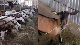 280 коз с фермы в Свечинском районе передадут новому владельцу