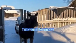 В Котельничском районе молодой лось забрался на участок местных жителей