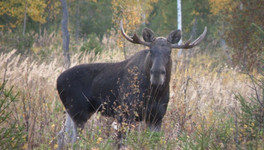 В Афанасьевском районе завели уголовное дело на браконьера, убившего лося