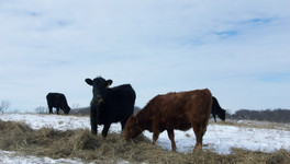 В Кировской области обнаружили бешенство у коровы на сельхозпредприятии