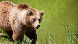 В Кирове начался приём заявлений на добычу лося и медведя
