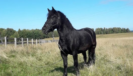 В Котельничском районе украли двух лошадей