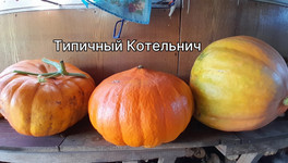 В Котельничском районе вырастили тыквы-«мамонты»