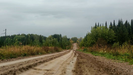 Водителям напомнили, как вести себя при встрече с медведем на дороге