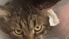 Ветврачи рассказали, почему у собак и кошек появляется гематома на ухе