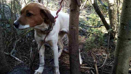 Породистую собаку привязали к дереву и оставили умирать в лесу