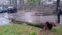 В администрации Кирова рассказали о последствиях мощного ветра