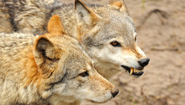 В кировском посёлке нашествие волков. Дикие животные убивают собак