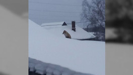 На крыше дома в Шабалинском районе поселилась лиса