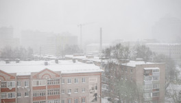 Из Кировской области отправили в Китай 40 тонн куриных лапок