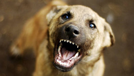Власти Верхнекамского района выплатили ребёнку компенсацию за укус собаки