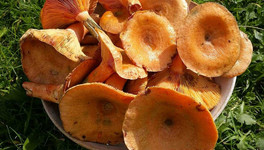 Рыжики в июне: кировские грибники поделились редким явлением