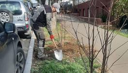 В Кирове высаживают деревья