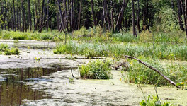 В Афанасьевском районе нашли заблудившихся на болотах сборщиков чаги