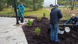 На Шахматной аллее высадили многолетние растения