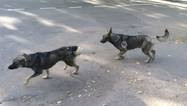 В Радужном бродячие собаки нападают на детей