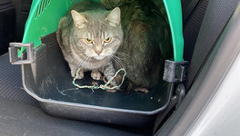 «Начали выкидывать из дома кошек»: как выживают кировские волонтёры