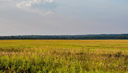 В текущем году в Кировской области намолотили на 122 тысячи тонн зерна больше, чем в 2021-м