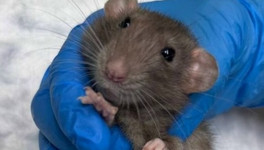 В Кирове спасли беременную декоративную крысу