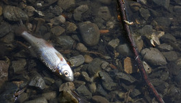 В Кировской области наказали виновного в массовой гибели рыбы