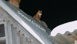 На крыше постройки в селе Спасском заметили двух лис