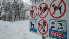 В администрации рассказали, где в Кирове нельзя выгуливать собак
