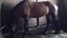 Морковь, огурцы и сахар: в Нолинске просят помочь лошадям из местной конюшни